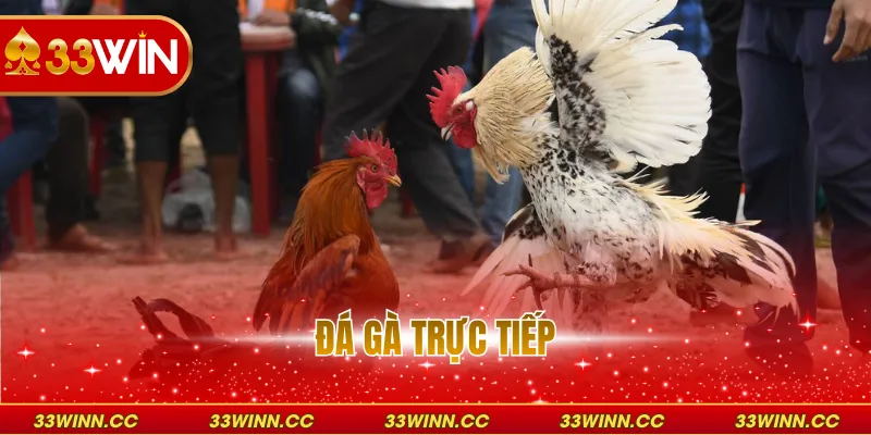 Đá Gà Trực Tiếp Thomo - Uy Tín Đỉnh Cao Tại Việt Nam